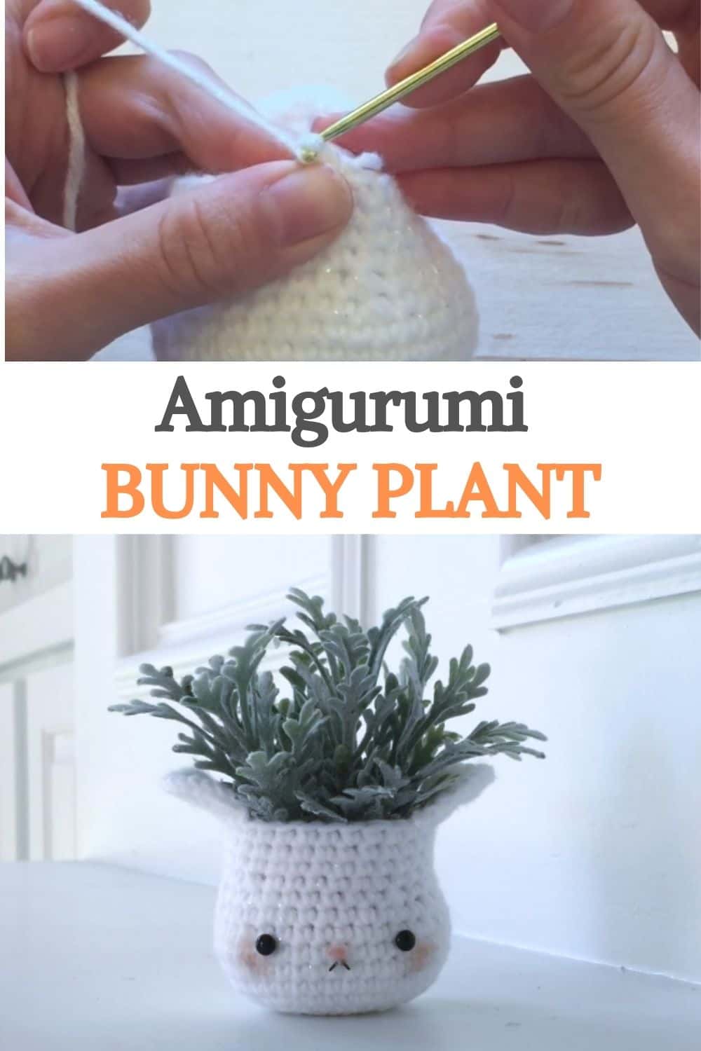 Bunny Plant
