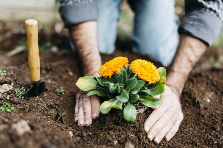 Planting Flowers for Beginners