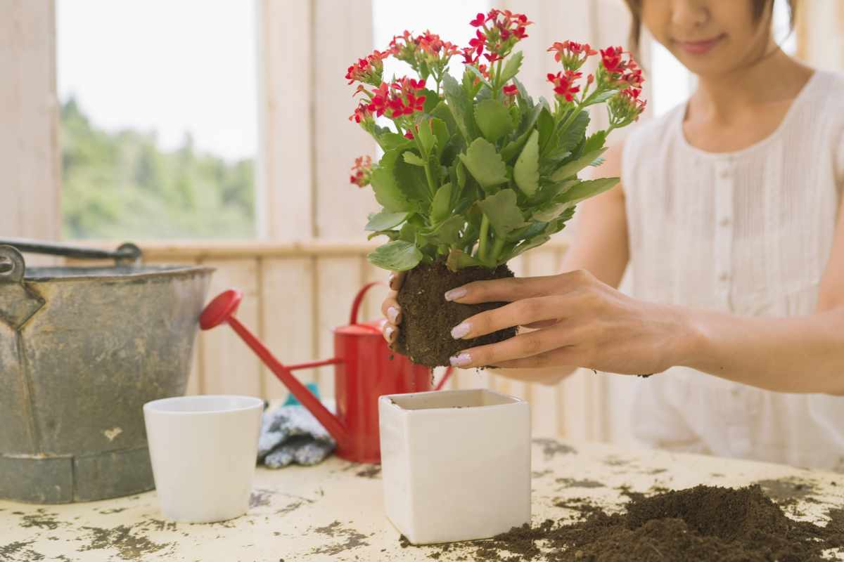 Planting Flowers in Pots or Containers