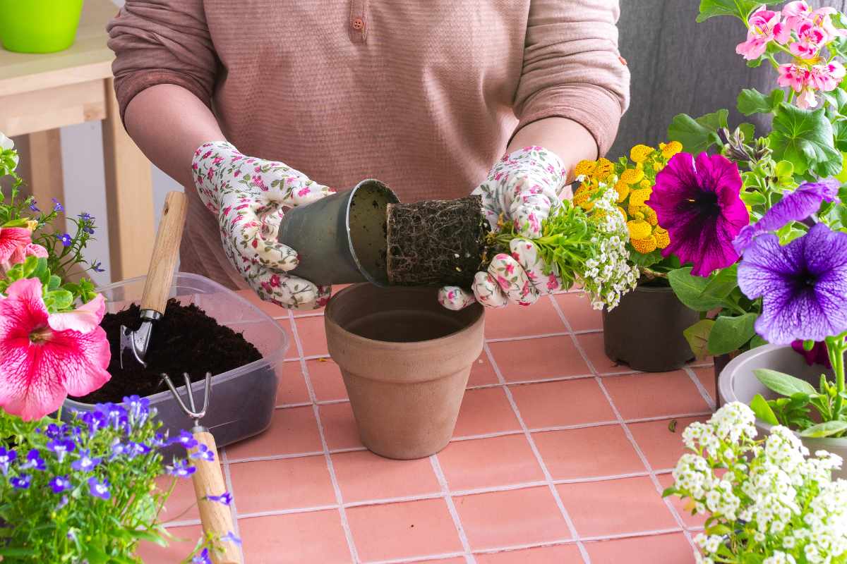 Planting Flowers in Pots or Containers