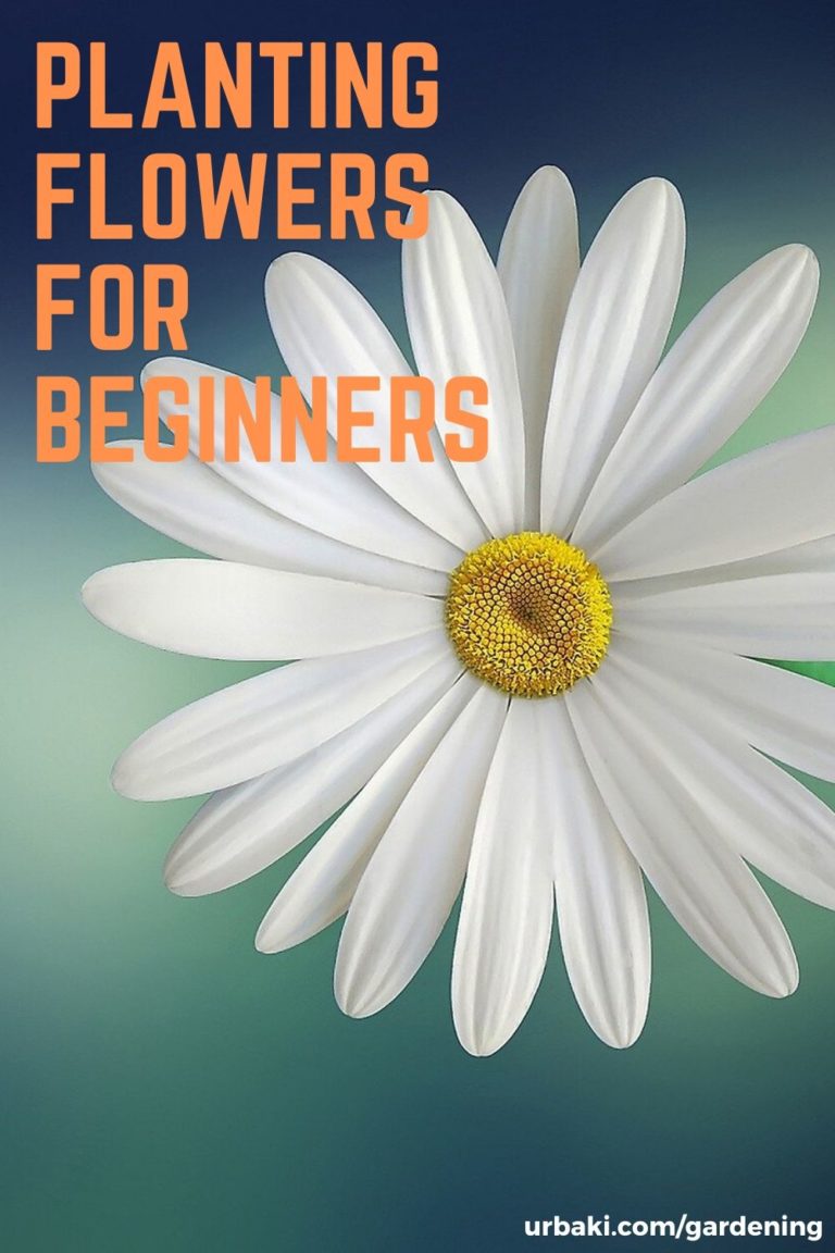 Planting Flowers for Beginners