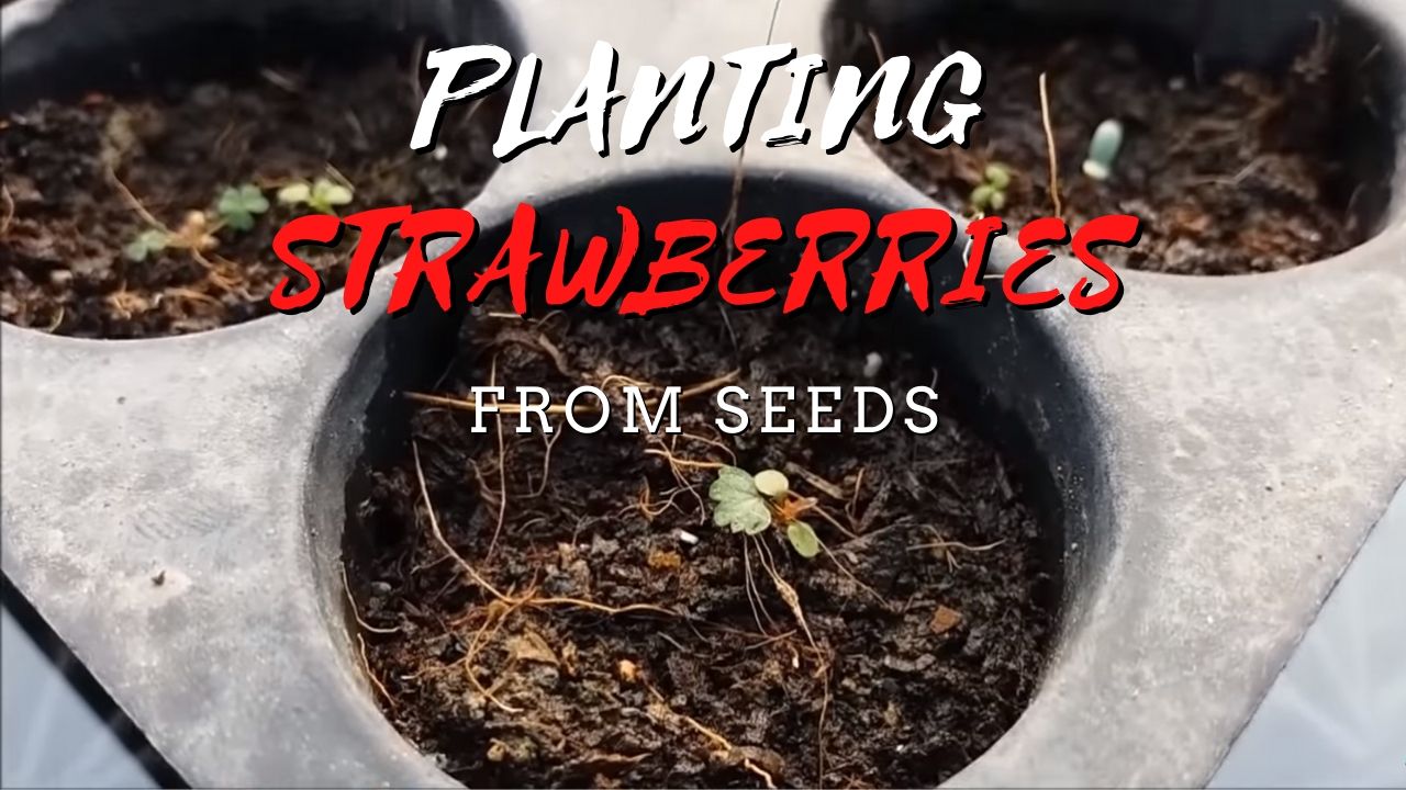 Planting Strawberries from Seeds in a Garden