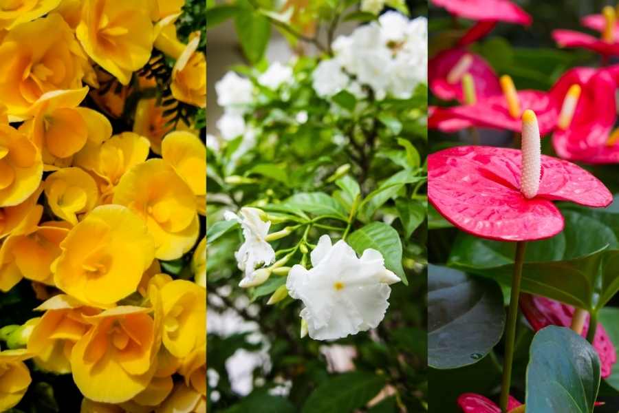 17 Beautiful Indoor Plants that Flower