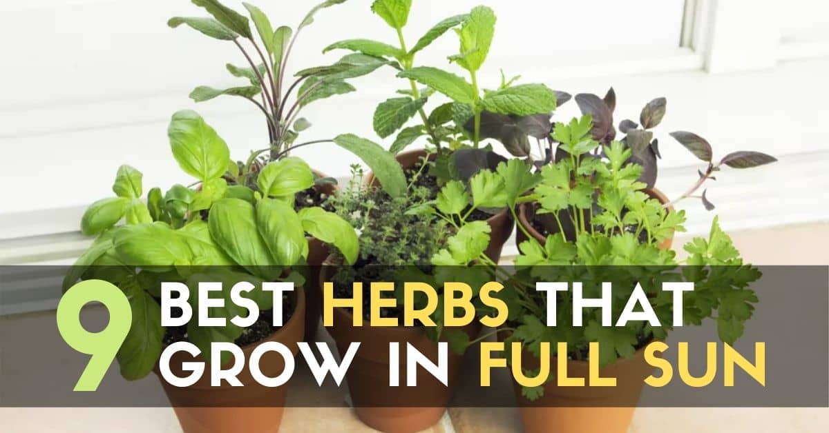 9 Best Herbs That Grow in Full Sun