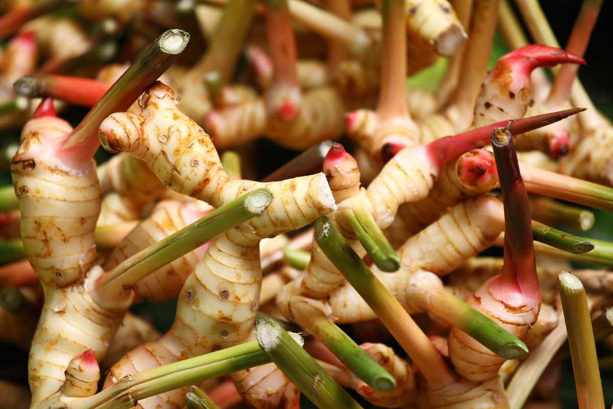 How to Grow Ginger in Containers And Get a Huge Harvest