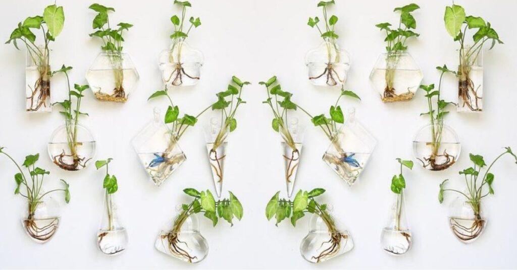 House Plants You Can Grow in a Glass of Water