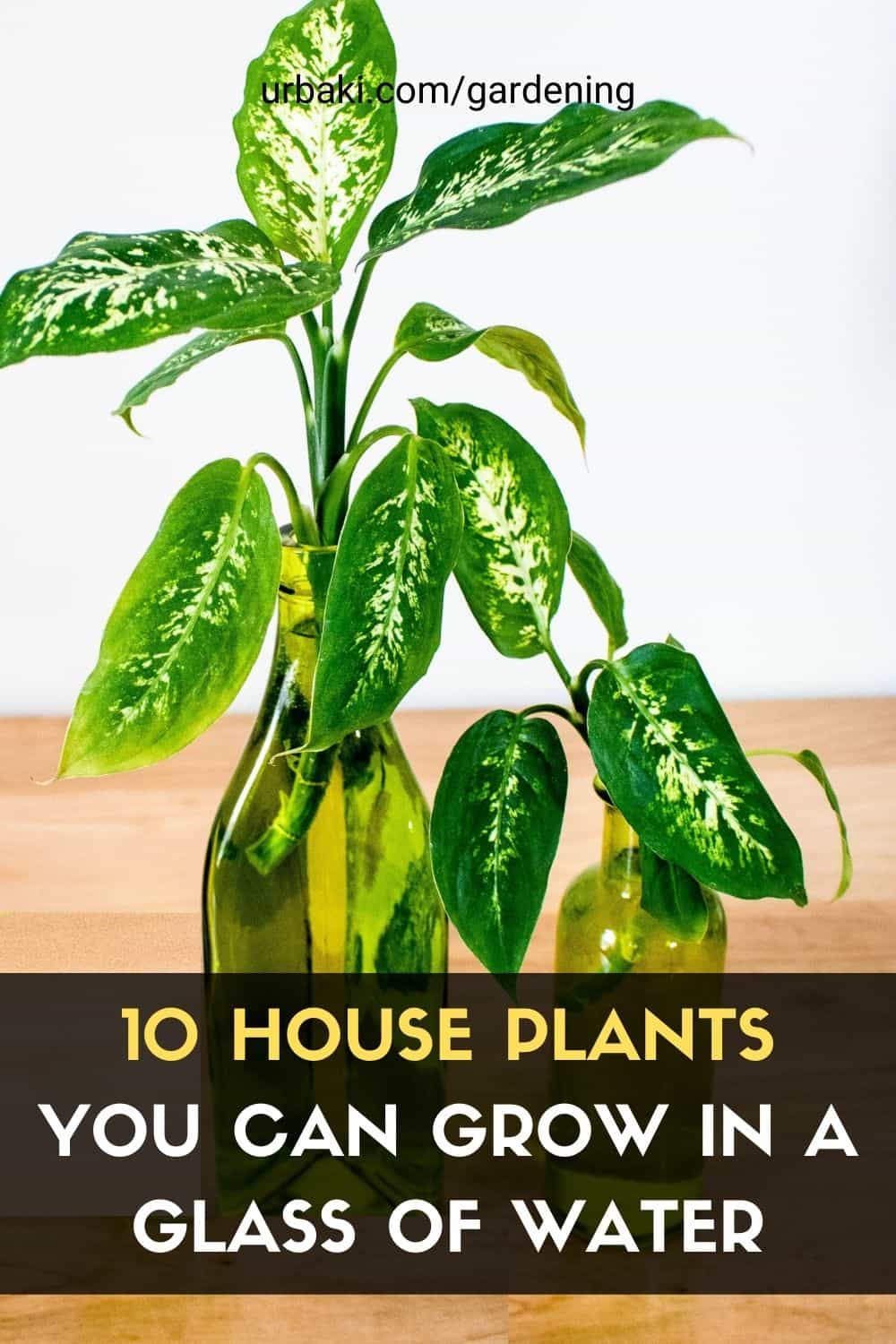 House Plants You Can Grow in a Glass of Water