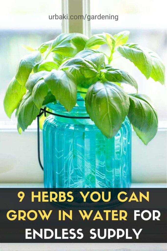 9 Herbs You Can Grow In Water For Endless Supply