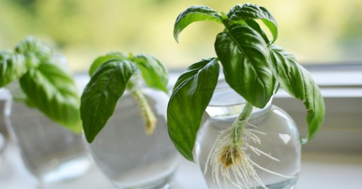 9 Herbs You Can Grow In Water For Endless Supply