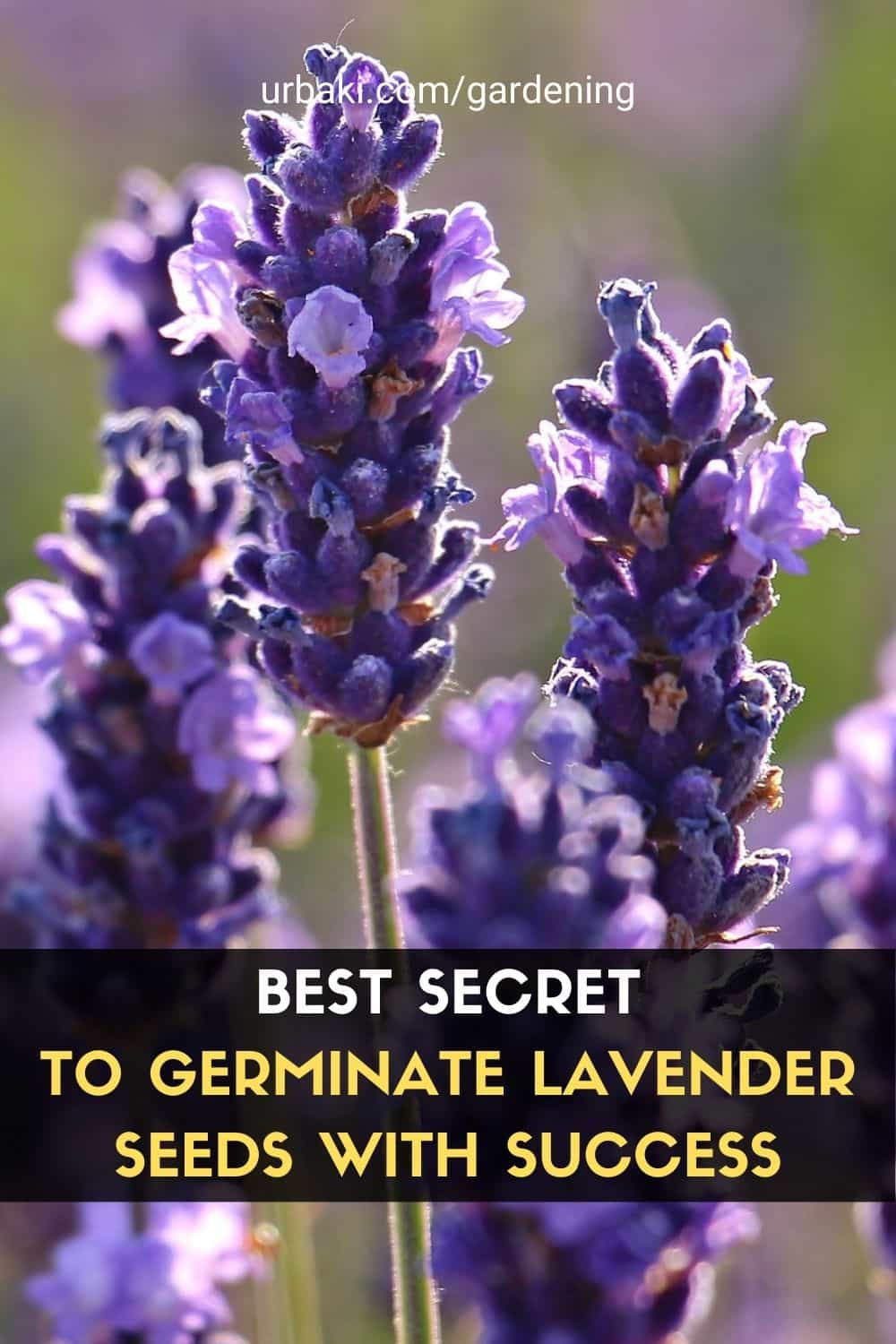 Germinate Lavender Seeds