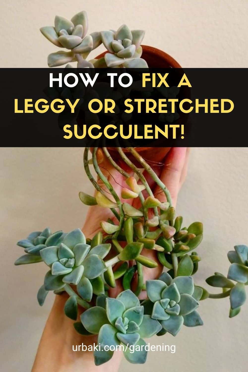 Fix a Leggy or Stretched Succulent