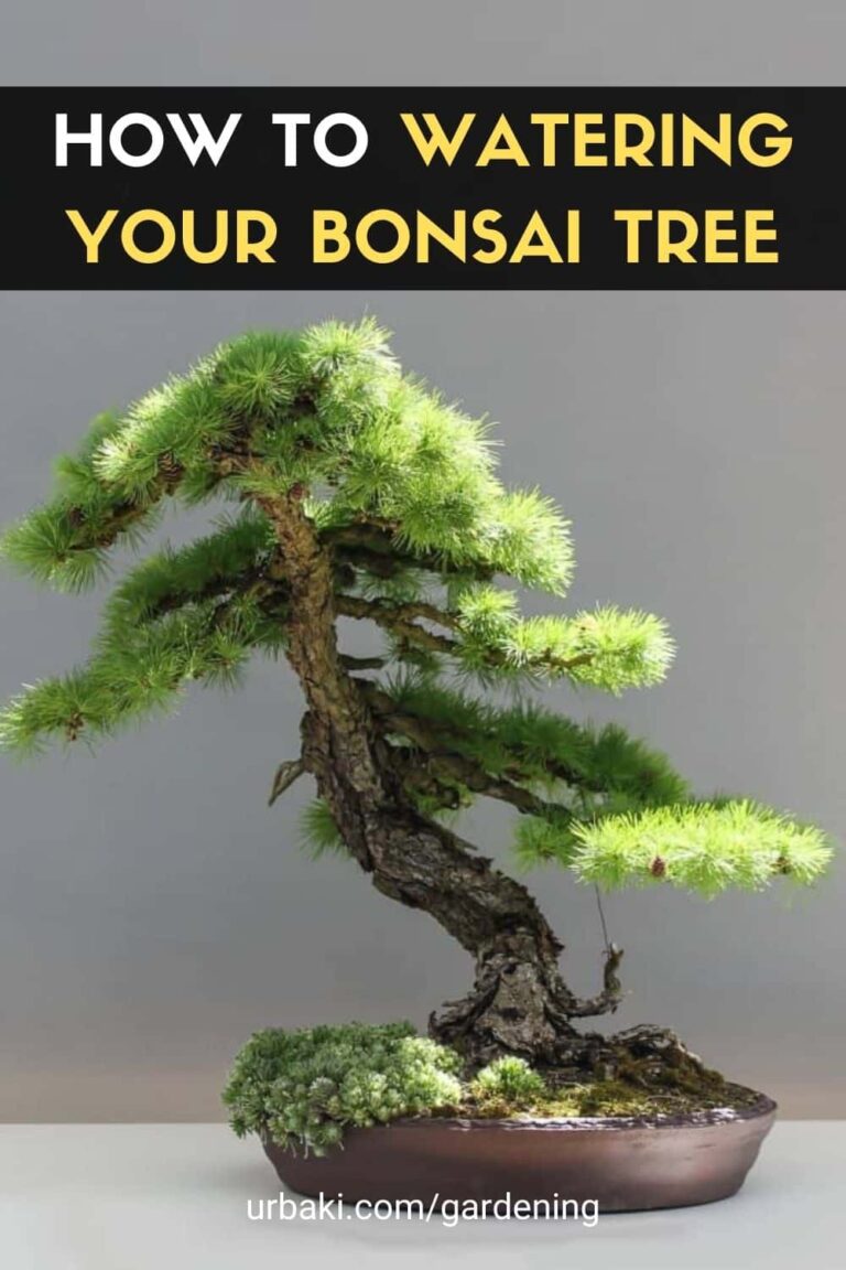 How to Watering Your Bonsai Tree