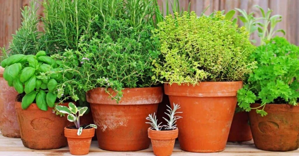 Planting Herbs