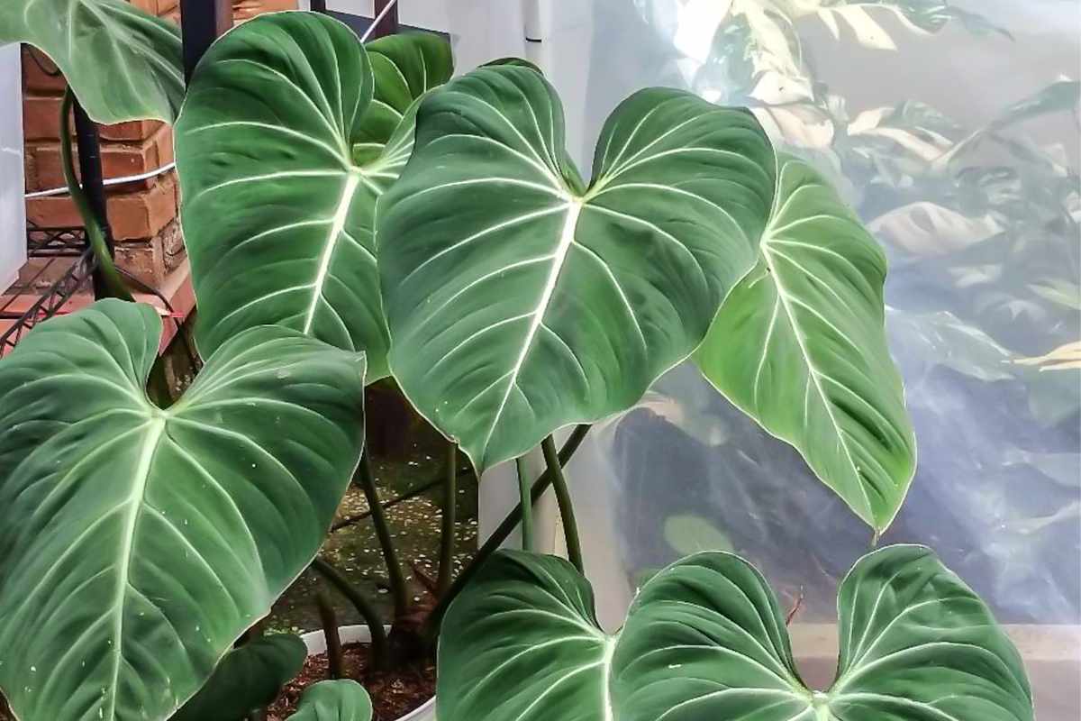 Split Leaf Philodendron vs. Monstera