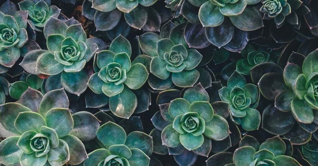 Cold Resistant Succulents