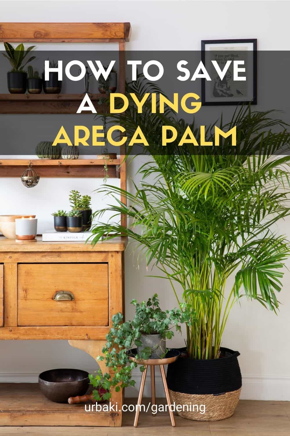 Areca Palm