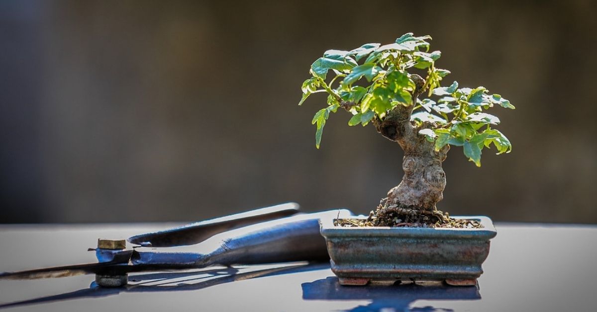 How to Start a Bonsai for Beginners