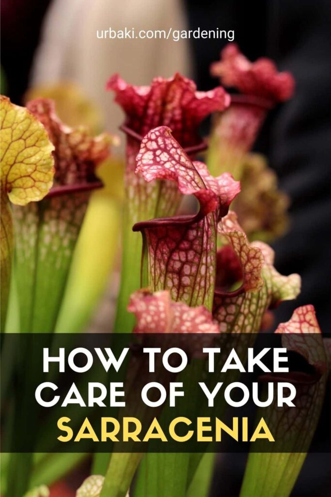 How to Take Care of Your Sarracenia