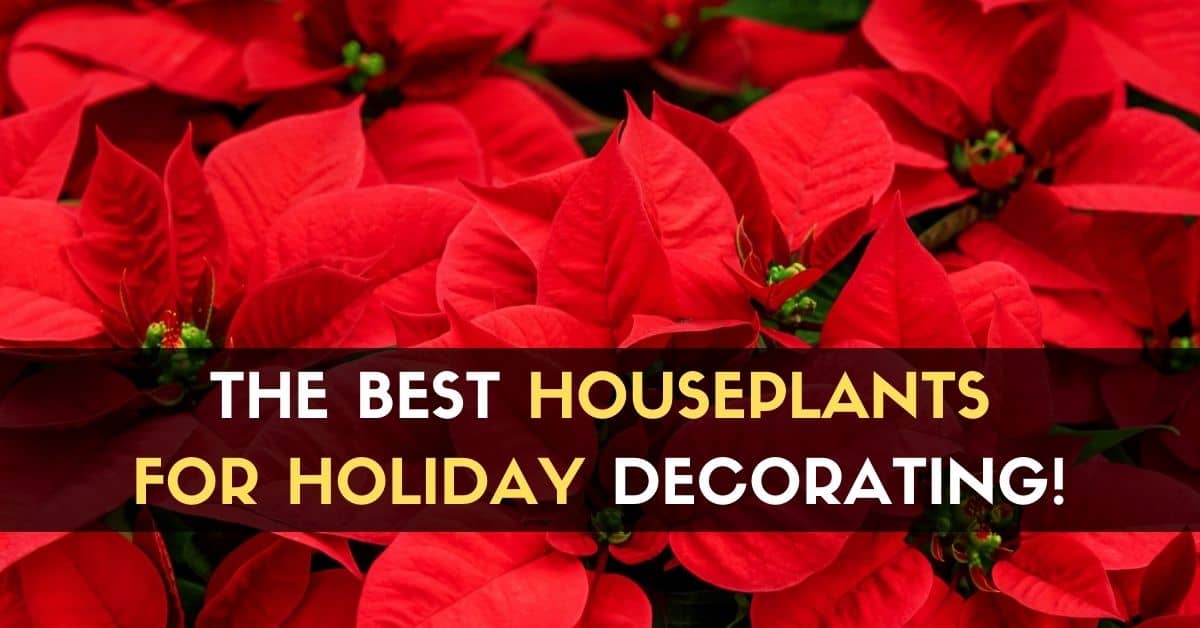 The Best Houseplants for Holiday Decorating!