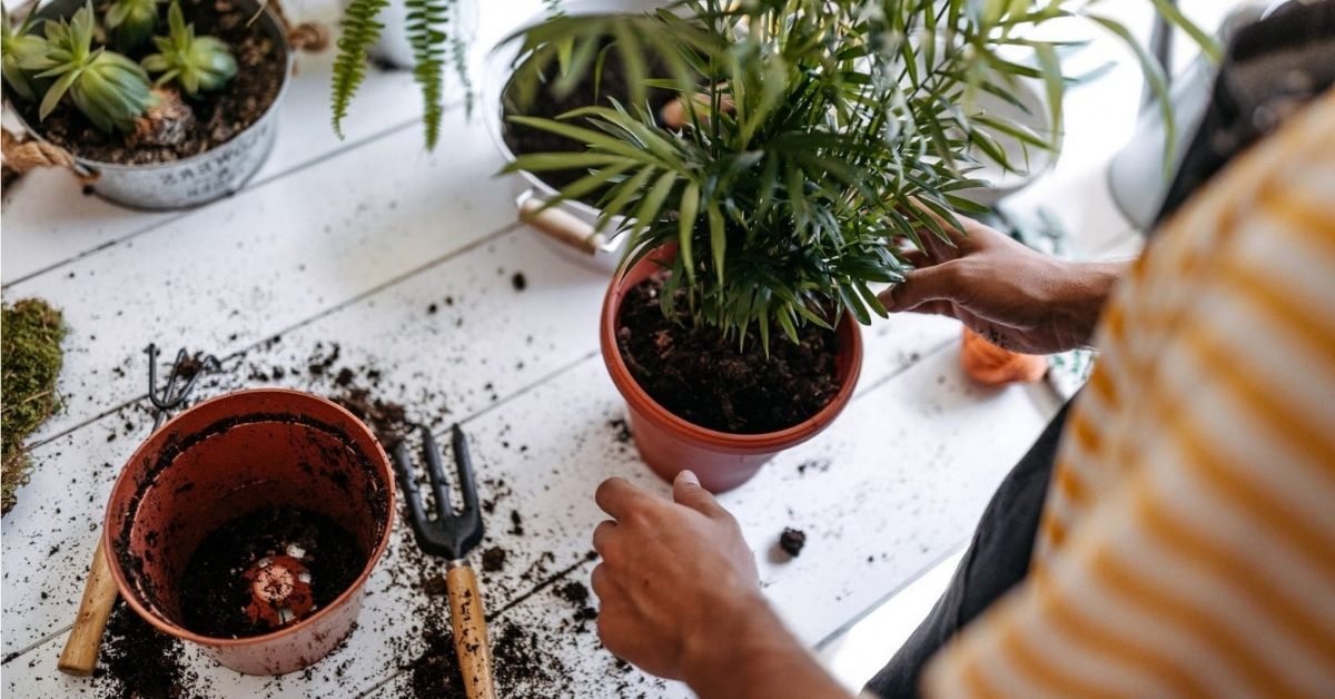 Repotting Visual The Best Repotting Method, Hands-Down!