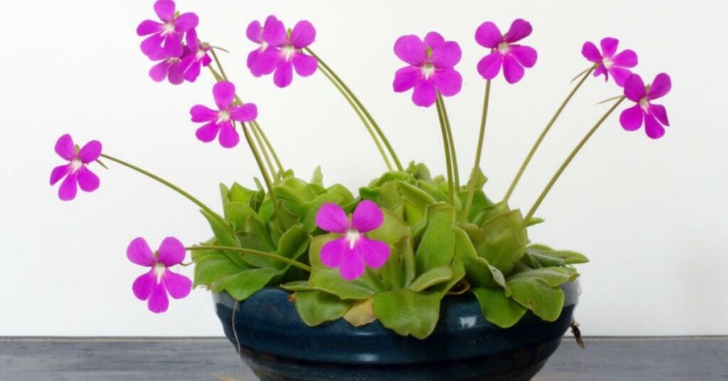 Butterwort