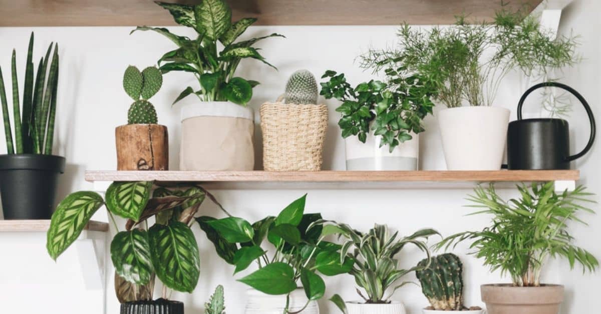 5 Houseplant Myths Revealed