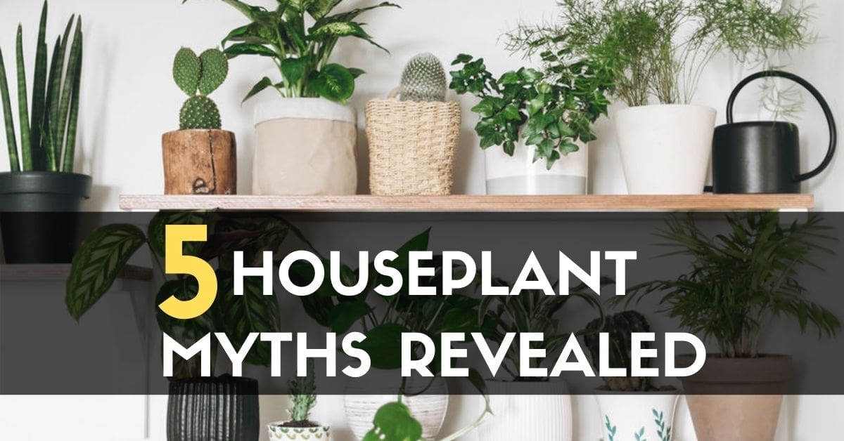 5 Houseplant Myths Revealed