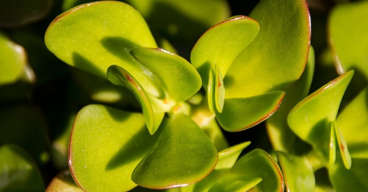 Jade Plant