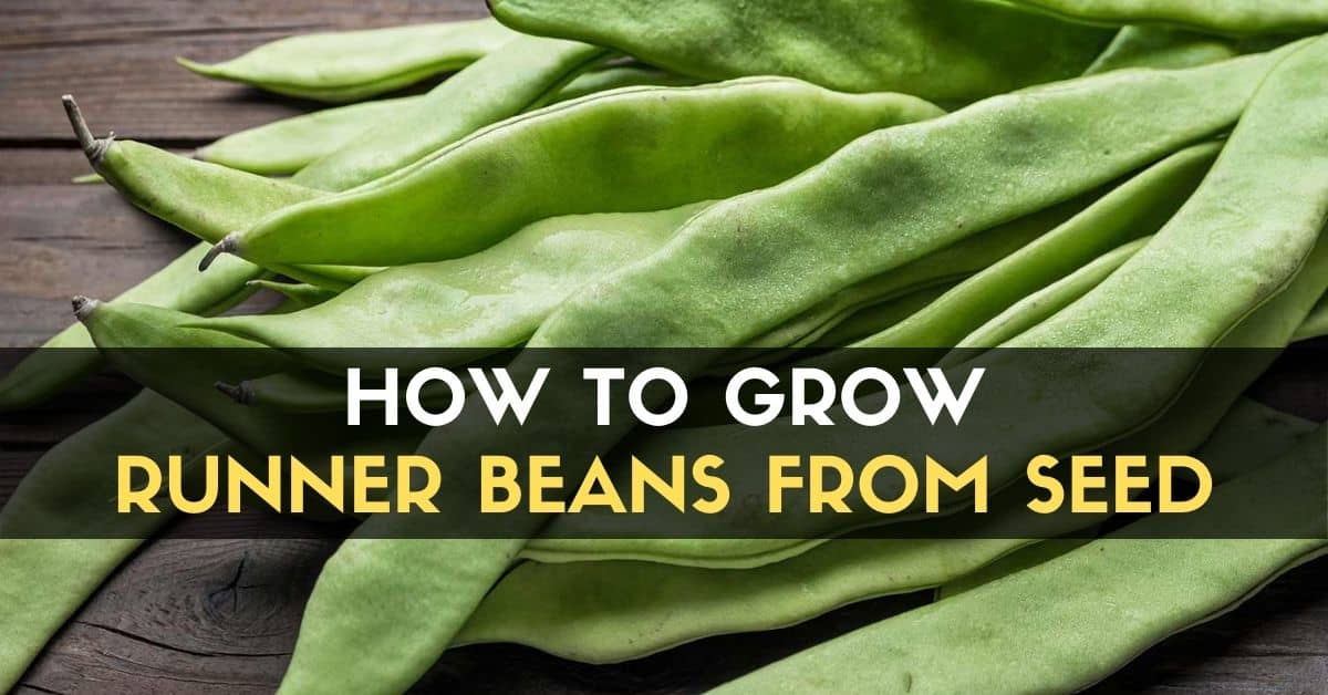 How to Grow Runner Beans from Seed
