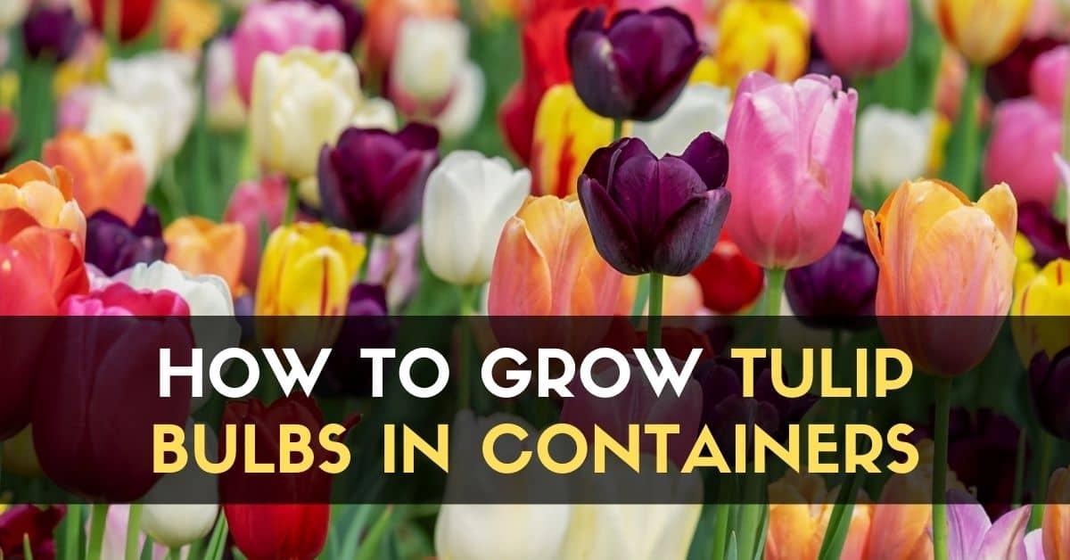 How to Grow Tulip Bulbs in Containers