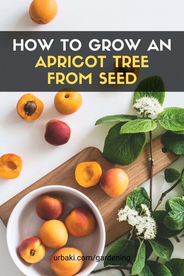 How to Grow an Apricot Tree From Seed