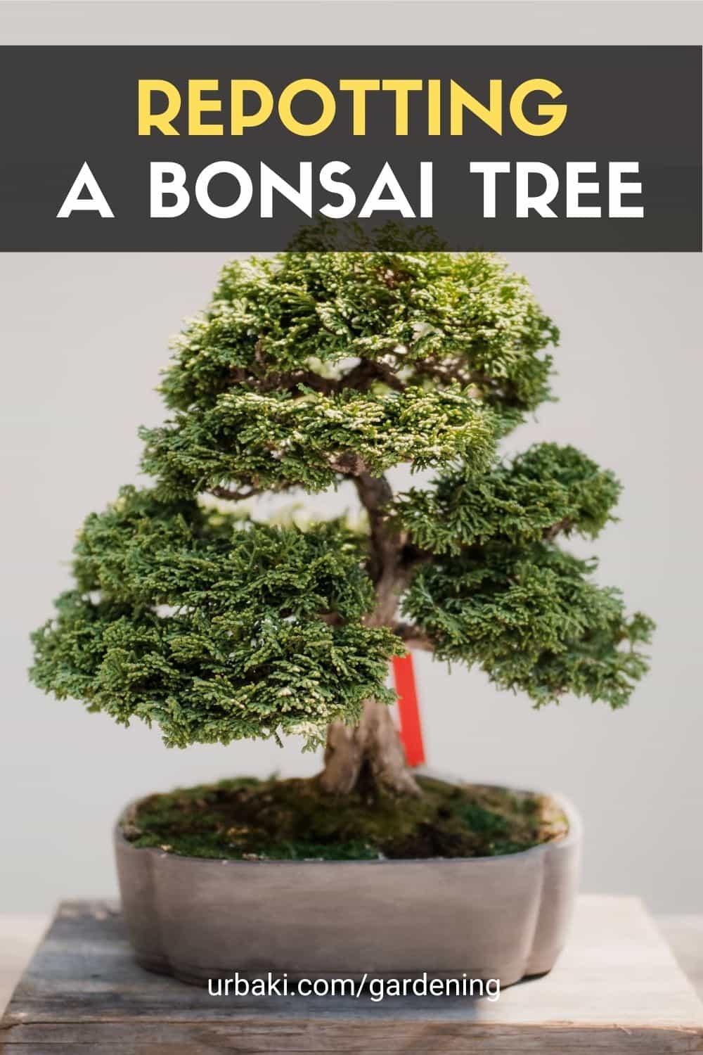 Repotting a Bonsai