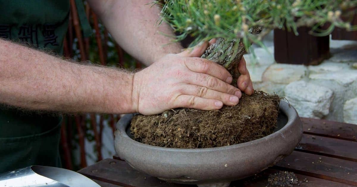 Learn How to Repotting a Bonsai Tree