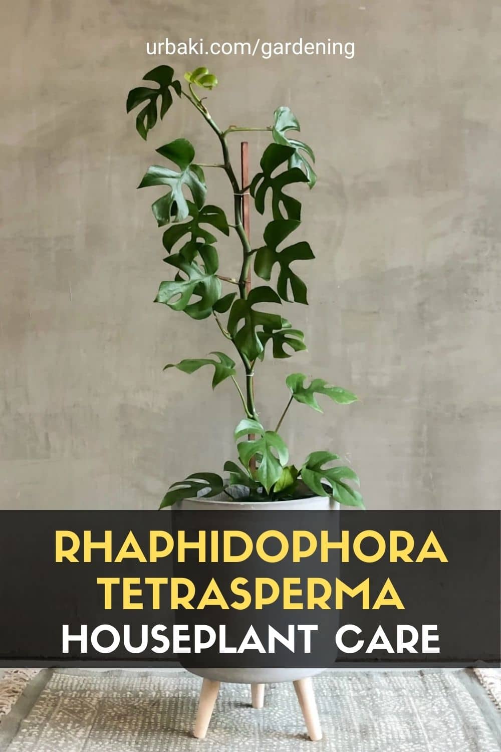 Rhaphidophora Tetrasperma