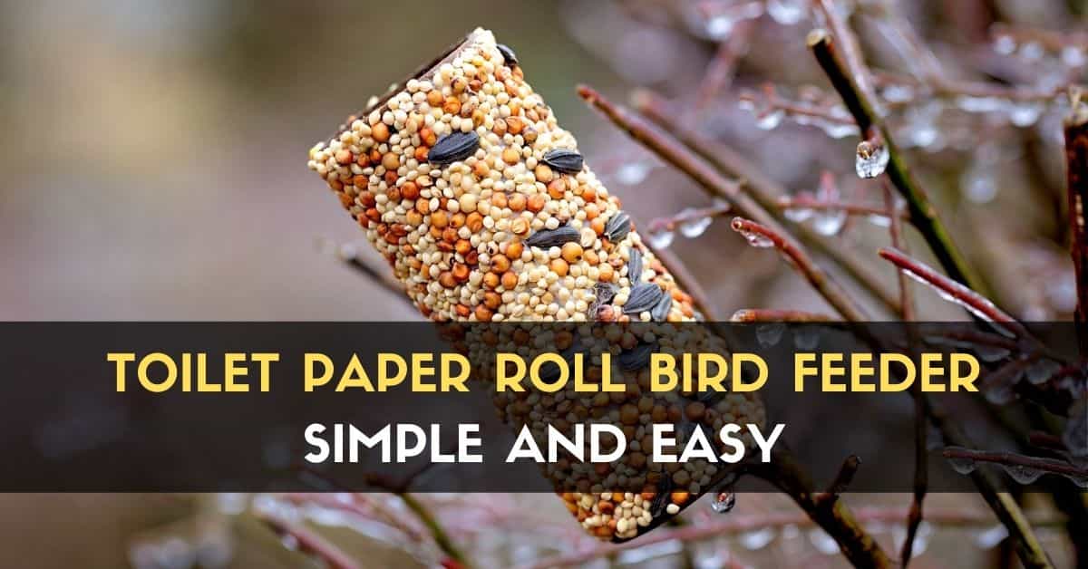 Picture of Toilet Paper Roll Bird Feeder - Simple and Easy