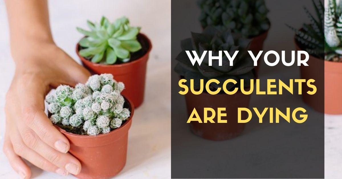 Why Your Succulents Are Dying