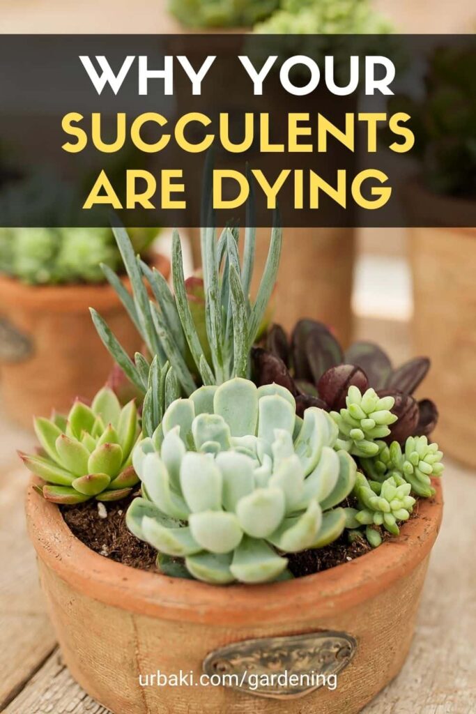 Why Your Succulents Are Dying