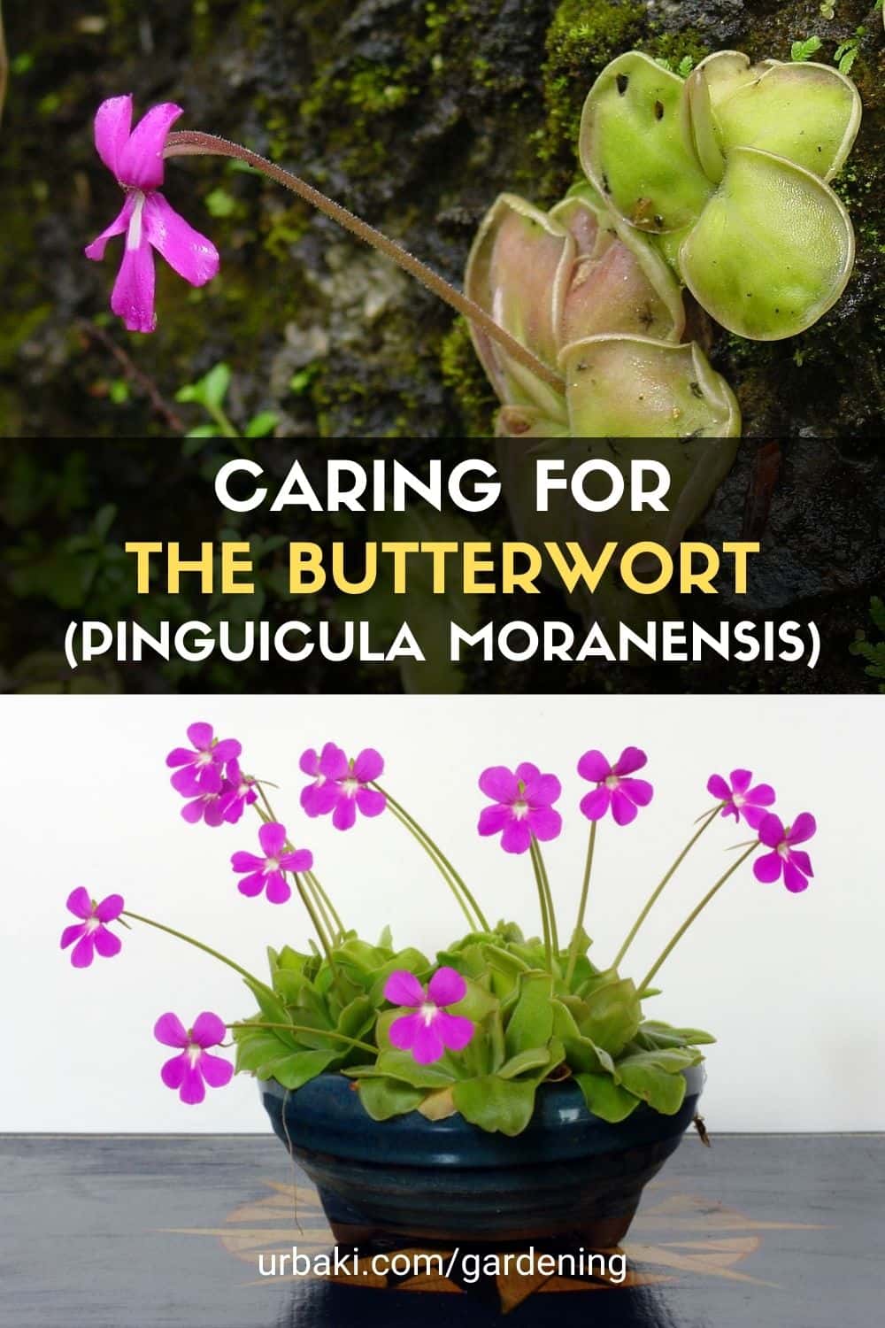 Butterwort