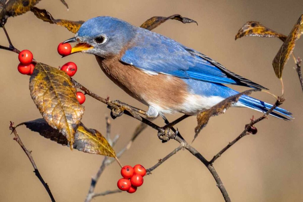 8 Food Scraps you can Feed Wild Birds