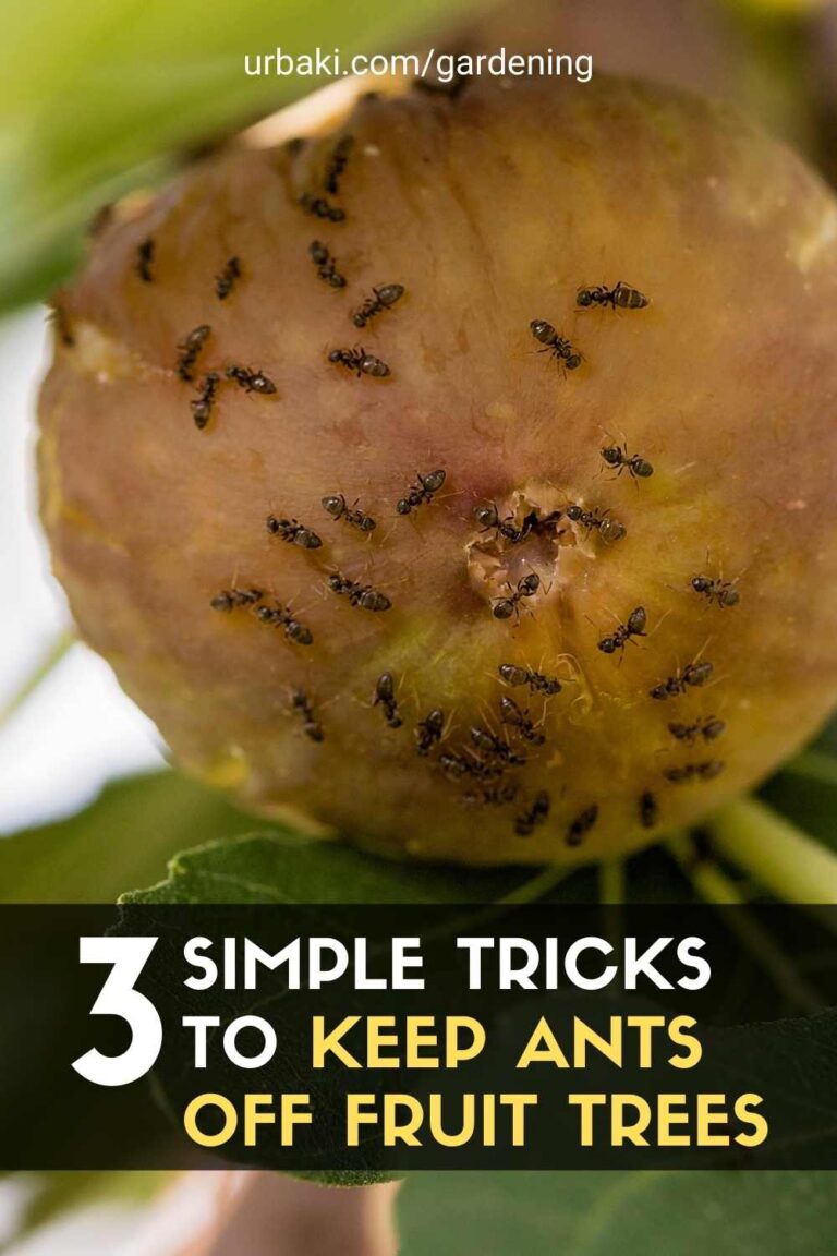 3 Simple Tricks to KEEP ANTS OFF FRUIT TREES