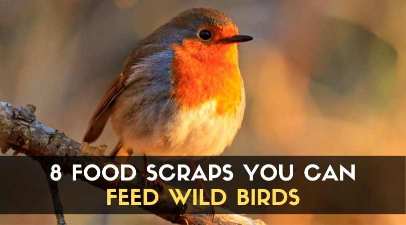 8 Food Scraps you can Feed Wild Birds