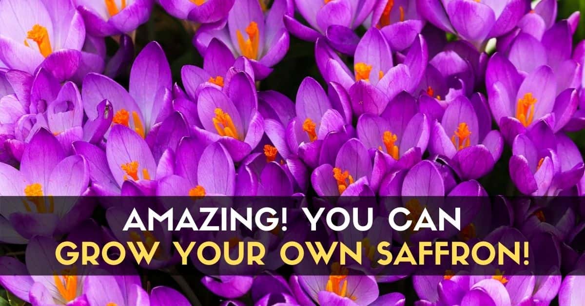 AMAZING You Can Grow Your Own Saffron!