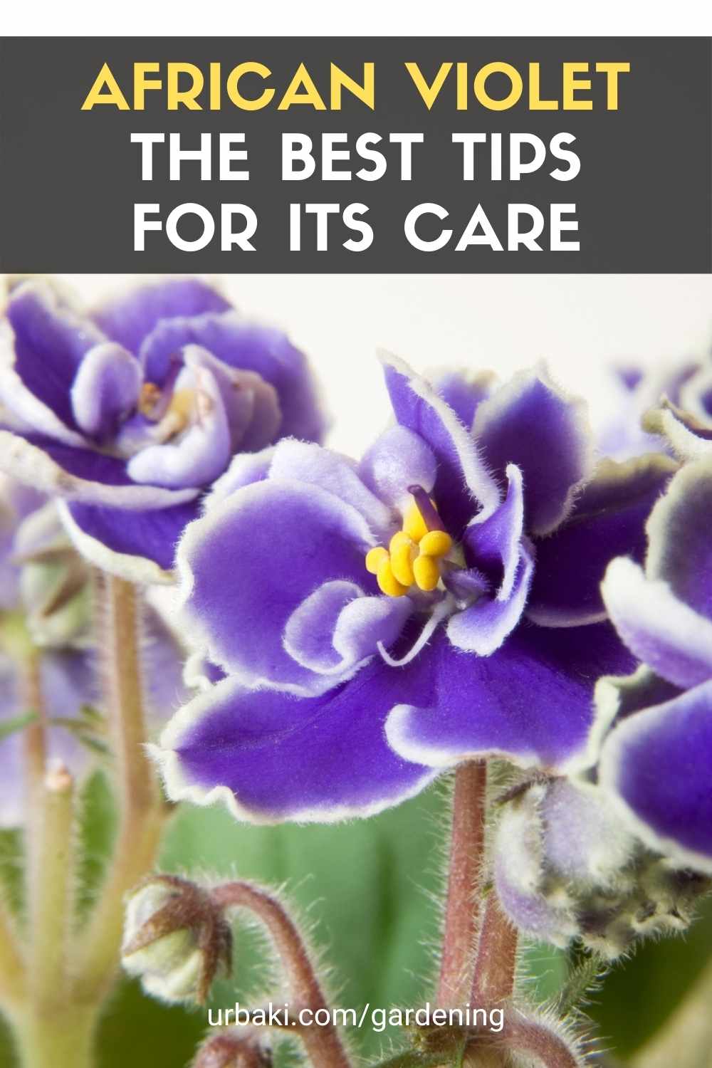 African Violet