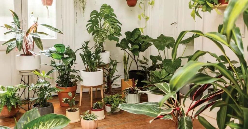 Beginners! Here are the Easiest Houseplants to Care