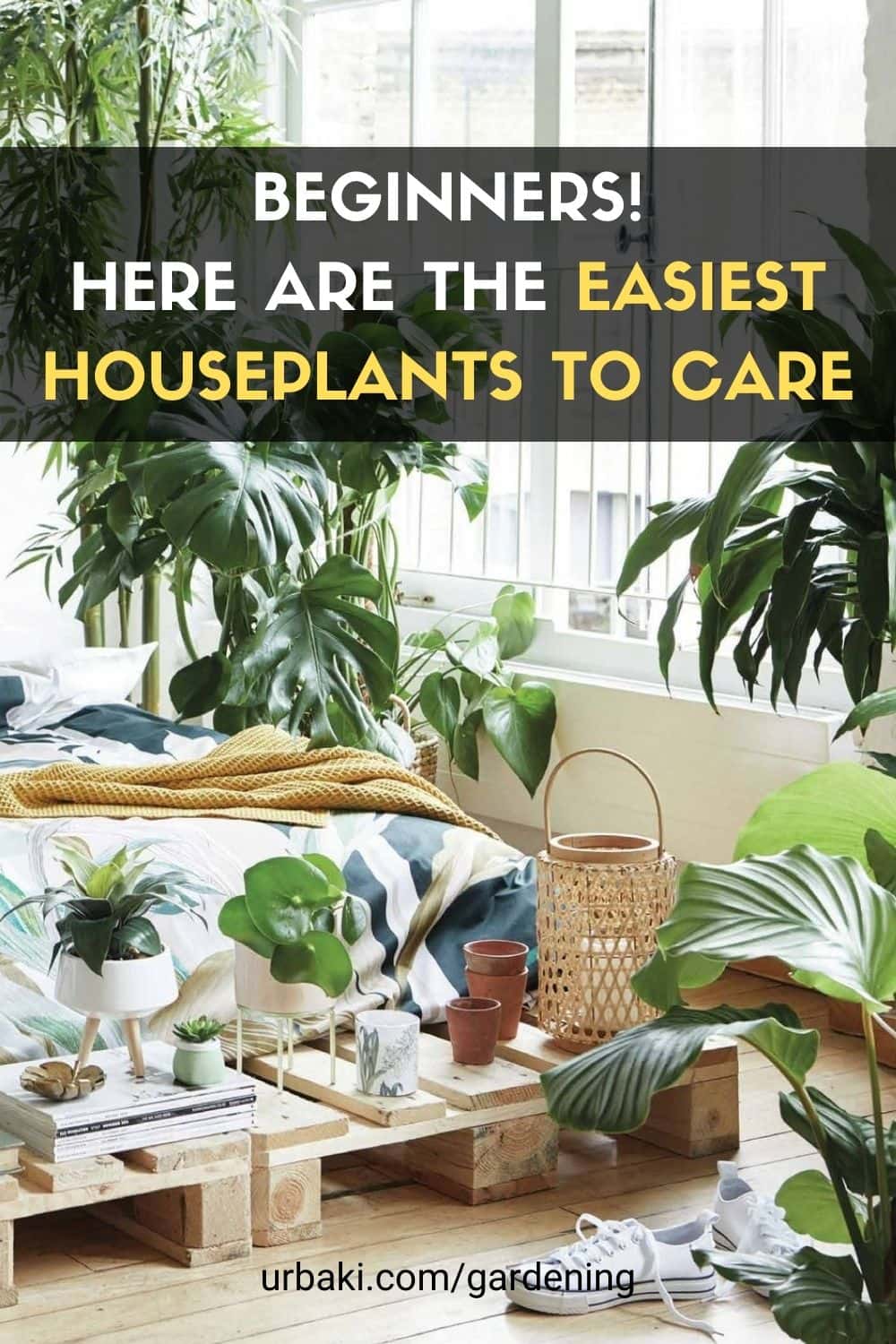 Beginners! Here are the Easiest Houseplants to Care