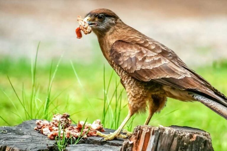 8 Food Scraps you can Feed Wild Birds