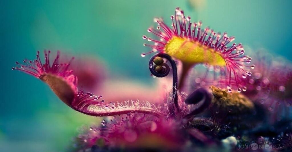 Carnivorous Plant