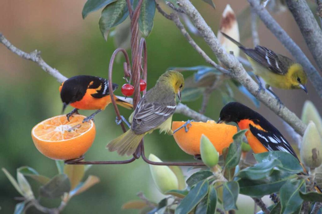 8 Food Scraps you can Feed Wild Birds