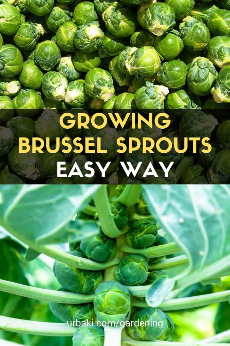 Growing Brussel Sprouts [ Increase Growth, Pruning and Harvest ]