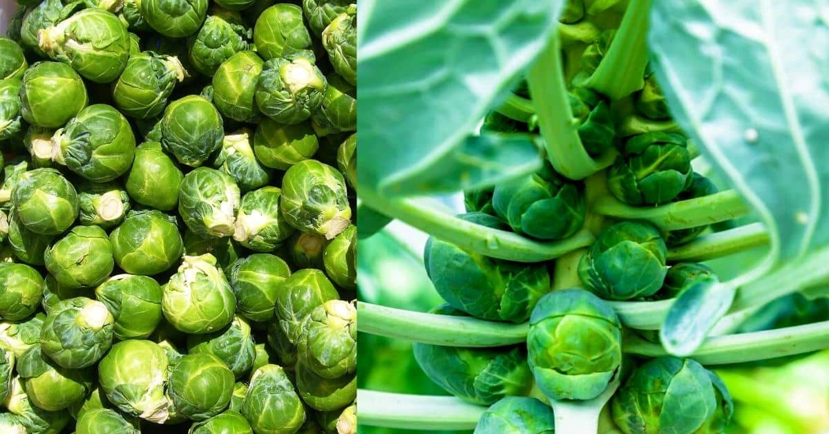 Growing Brussel Sprouts [ Increase Growth, Pruning and Harvest ]